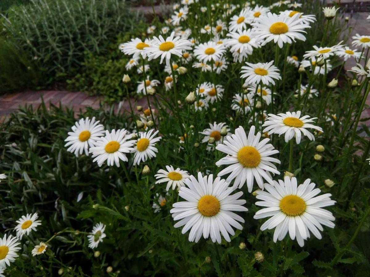 Daisy Place 弗朗斯胡克 外观 照片